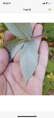 Rubus idaeus