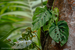 Monstera siltepecana