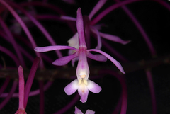 Epidendrum syringothyrsus