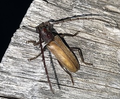 Neoplocaederus