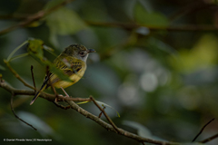 Oncostoma cinereigulare