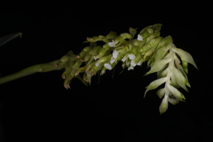 Cyclopogon congestus