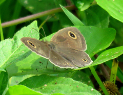 Ypthima huebneri