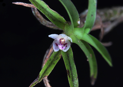 Dichaea ecuadorensis