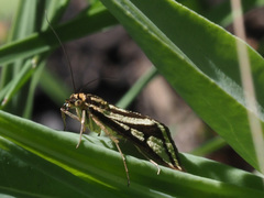 Loxostege venustalis