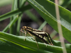 Loxostege venustalis