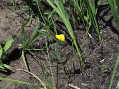 Argyrolobium harveyanum