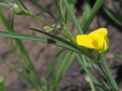 Argyrolobium harveyanum