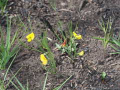 Argyrolobium harveyanum