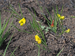 Argyrolobium harveyanum