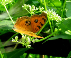 Junonia almana
