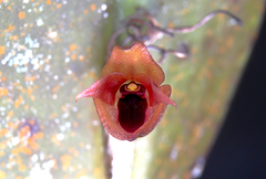 Pleurothallis scurrula