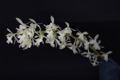 Epidendrum lanipes