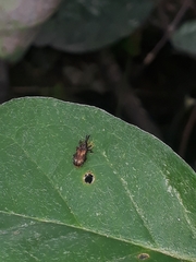 Pentispa sallaei