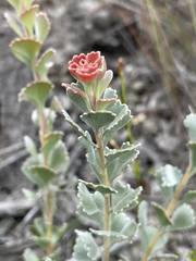 Adenanthos cuneatus