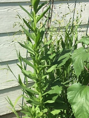 Arnoglossum plantagineum