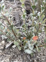 Adenanthos cuneatus