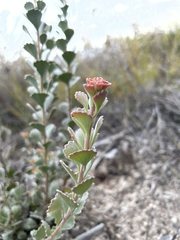 Adenanthos cuneatus
