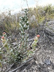 Adenanthos cuneatus