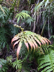 Blechnum novae-zelandiae
