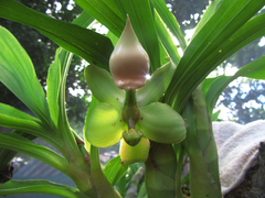 Cycnoches