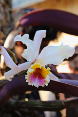 Cattleya rex