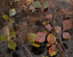 Rhus aromatica aromatica