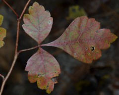 Rhus aromatica aromatica