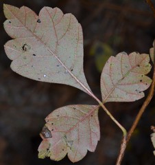 Rhus aromatica aromatica