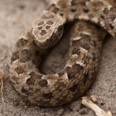 Bothrops mattogrossensis