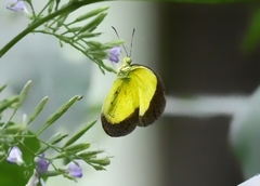 Eurema candida