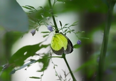 Eurema candida