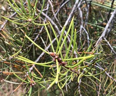 Hakea mitchellii