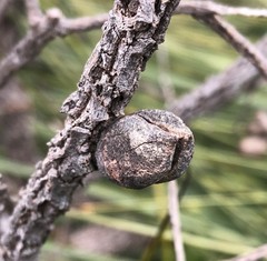 Hakea mitchellii