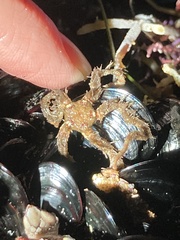 Ophiothrix spiculata image