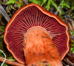 Cortinarius californicus