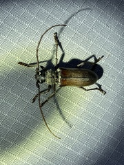 Neoplocaederus