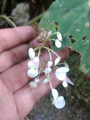 Begonia plebeja