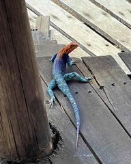 Agama dodomae dodomae