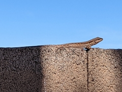 Urosaurus ornatus