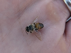 Apis mellifera