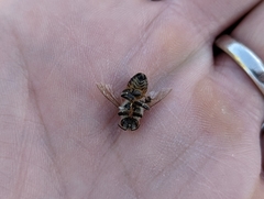 Apis mellifera