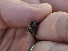 Apis mellifera