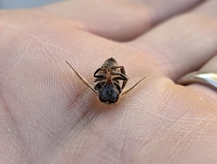 Apis mellifera