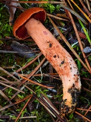 Cortinarius californicus