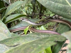 Dendrelaphis subocularis