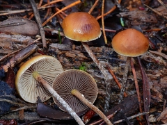 Hypholoma marginatum