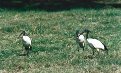 Threskiornis aethiopicus