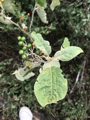 Solanum donianum