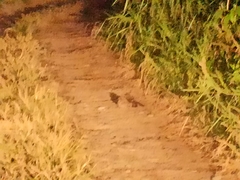 Nyctidromus albicollis